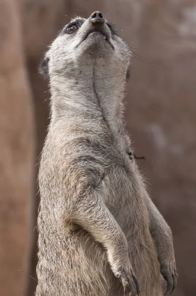 Meerkat Wartownik Stoi Wartownik Siedząc Skale Uwagę Patrząc Górę Prawo — Zdjęcie stockowe