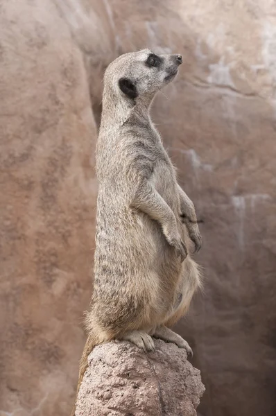 Single meerkat standing tall, on guard duty, looking straight ahead.