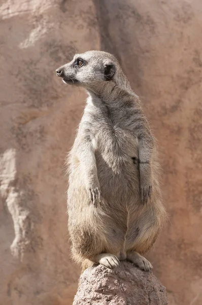 Meerkat nöbetçisi bir kayanın üzerine tünemiş arkasını kolluyor..