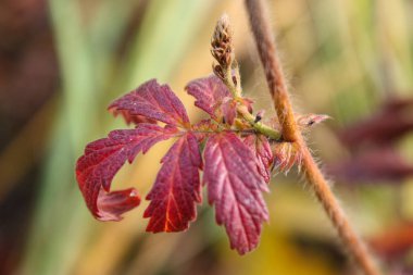 Vahşi kül makro çekim