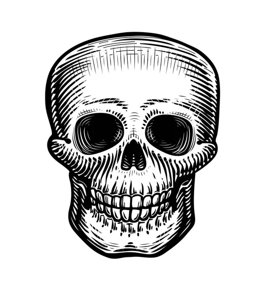 人間の頭蓋骨は スケッチ 手描きのスケルトン ゾンビか死んで 白い背景で隔離のビンテージ ベクトル図 — ストックベクタ