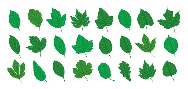 Διακοσμητικά Φύλλα Ορίστε Έννοια Καλοκαίρι Καρτούν Εικονογράφηση Φορέα Που Απομονώνονται — Διανυσματικό Αρχείο
