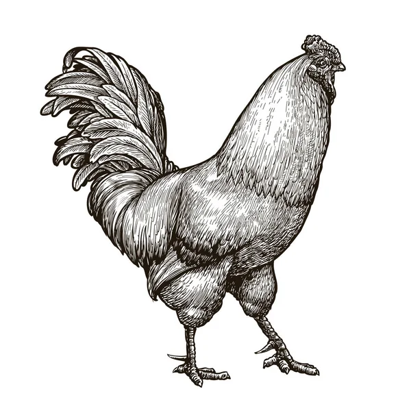 Sketsa Ayam Ilustrasi Vektor Vintage Diisolasi Latar Belakang Putih - Stok Vektor