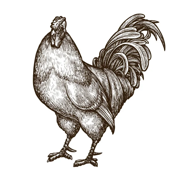 Cockerel, bite, croquis de coq. Illustration vectorielle vintage dessinée à la main — Image vectorielle