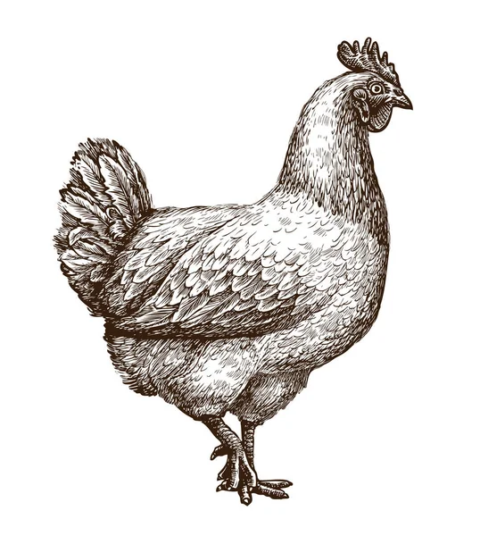 Pollo Boceto Gallina Concepto Granja Avícola Ilustración Vectorial Vintage Aislado — Archivo Imágenes Vectoriales