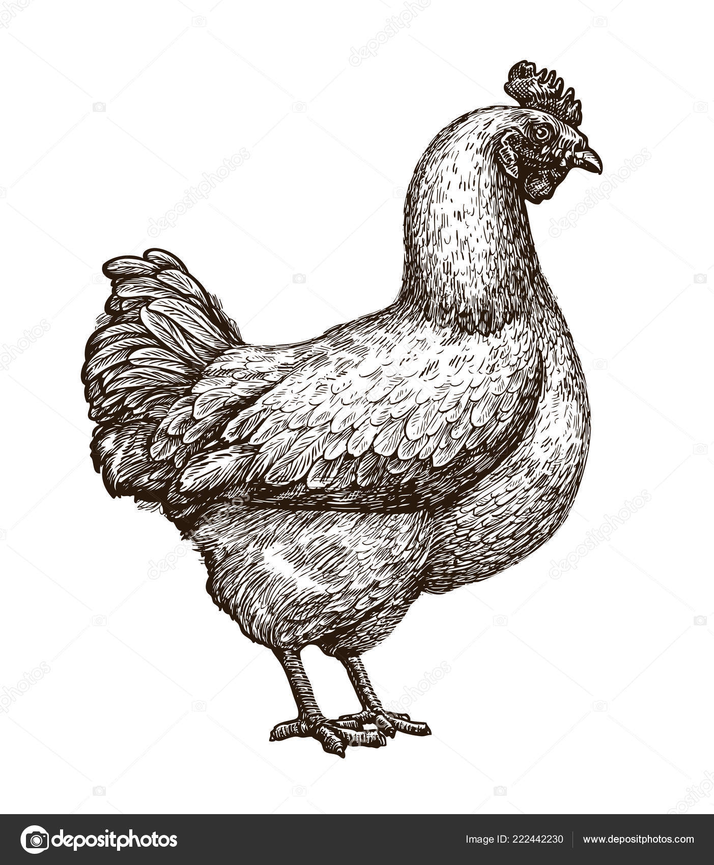 depositphotos 222442230 stock illustration hen chicken sketch poultry farm
