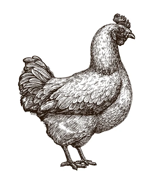 母鸡, 鸡肉素描。家禽农场, 农业概念。复古向量例证 — 图库矢量图片