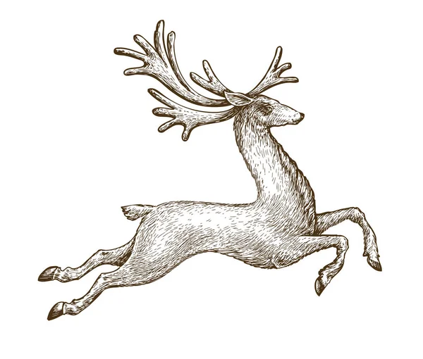 Courir Cerf Dessin Vintage Illustration Vectorielle Croquis Isolé Sur Fond — Image vectorielle