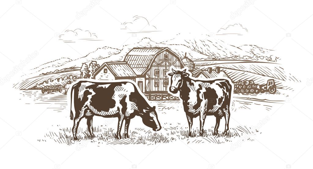 dairy farm. cows graze in the meadow. Rural landscape, village sketch