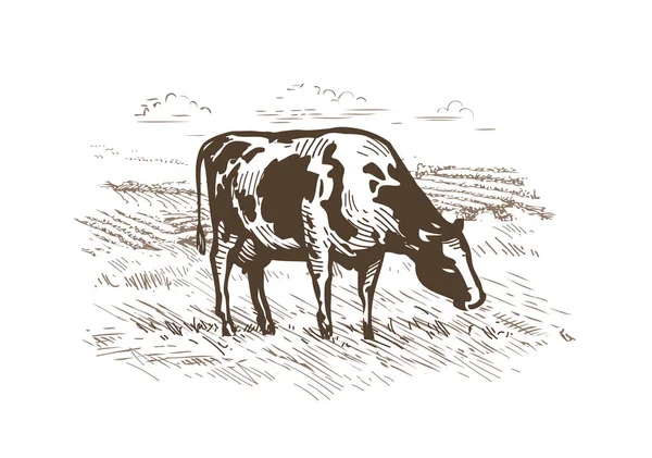암소는 풀밭에 방목입니다 쇠고기 상표입니다 배경에 빈티지 스케치 — 스톡 벡터