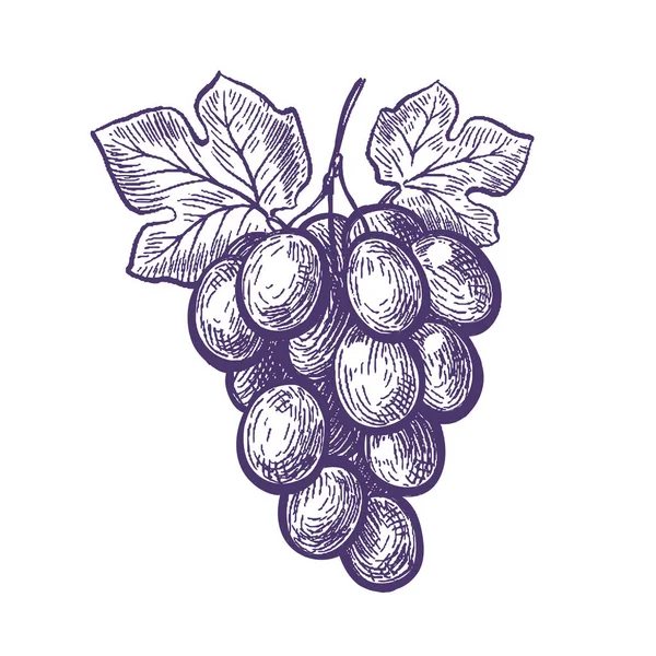 Racimo Uvas Dibujadas Mano Fruta Bodega Bosquejo Vino Vector Vintage — Vector de stock