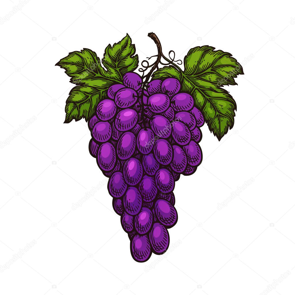 grape bunches and leaves isolated. Vector Sketch hand drawn isolated on white background