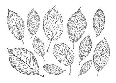 Elle çizilmiş ağaç yaprak. Doğa, bitki örtüsü kroki. Dekoratif vektör çizim