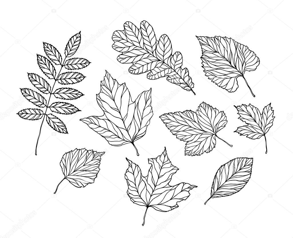 Set of leaves. Nature, foliage sketch. Decorative vector illustration