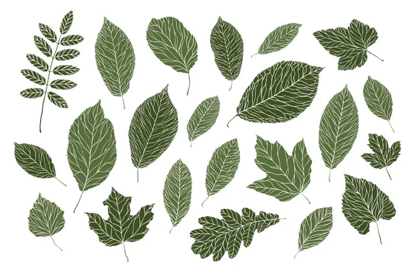 Conjunto de hojas decorativas. Naturaleza, concepto de verano. Ilustración vectorial — Vector de stock