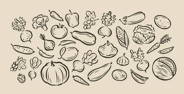 손으로 그린 야채가 많다. 음식 스케치 벡터 일러스트레이션 — 스톡 벡터