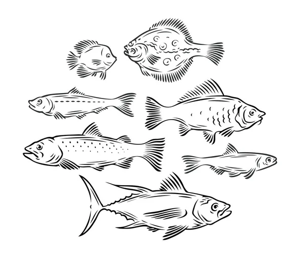 Ensemble de poissons divers. Fruits de mer, pêche croquis vectoriel illustration — Image vectorielle