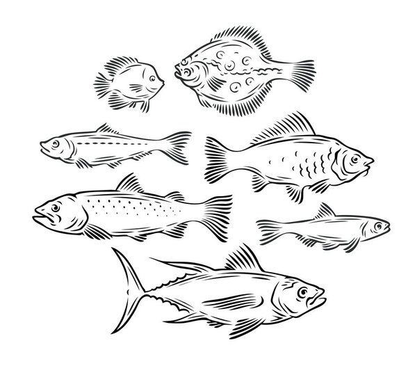 Various fish set. Seafood, fishing sketch vector illustration