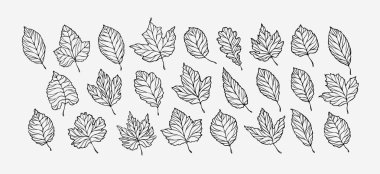 Sonbahar yaprakları ayarlanır. el çizilmiş çizim vektör illüstrasyon