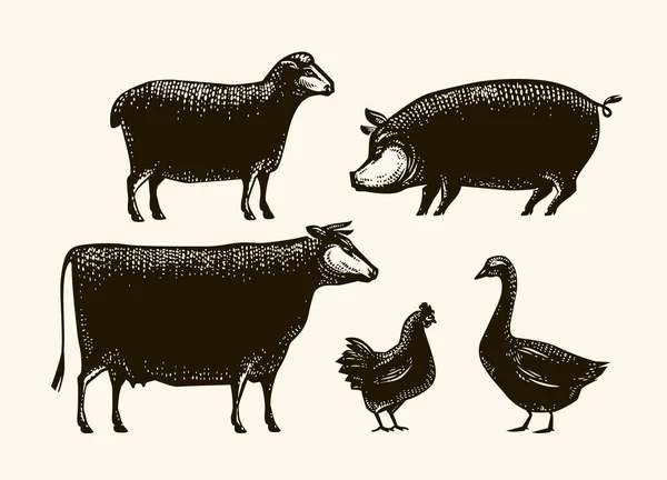 Çiftlik hayvanları skeci. Çiftçilik, klasik vektör çizimi — Stok Vektör