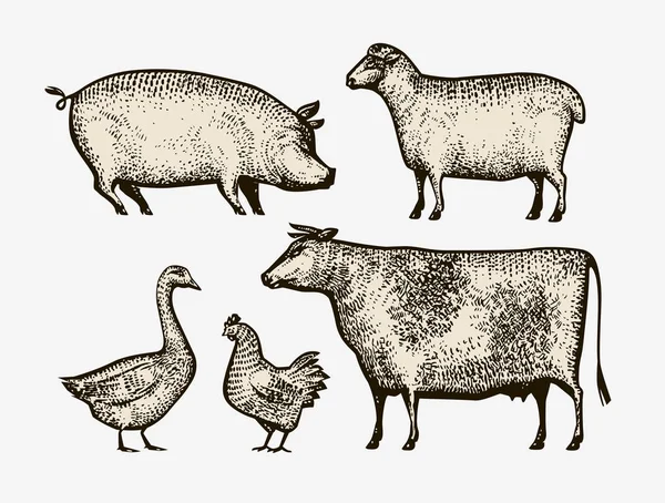 Animales de granja dibujado a mano. Dibujo ilustración vector vintage — Archivo Imágenes Vectoriales