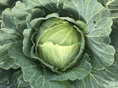 Cabbage head growing on vegetable bed. Agriculture, vegetarian food clipart