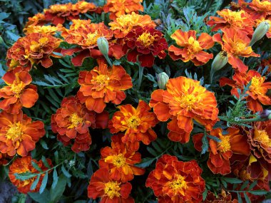 Kırmızı çiçekler. Çiçekli yeşil tarla