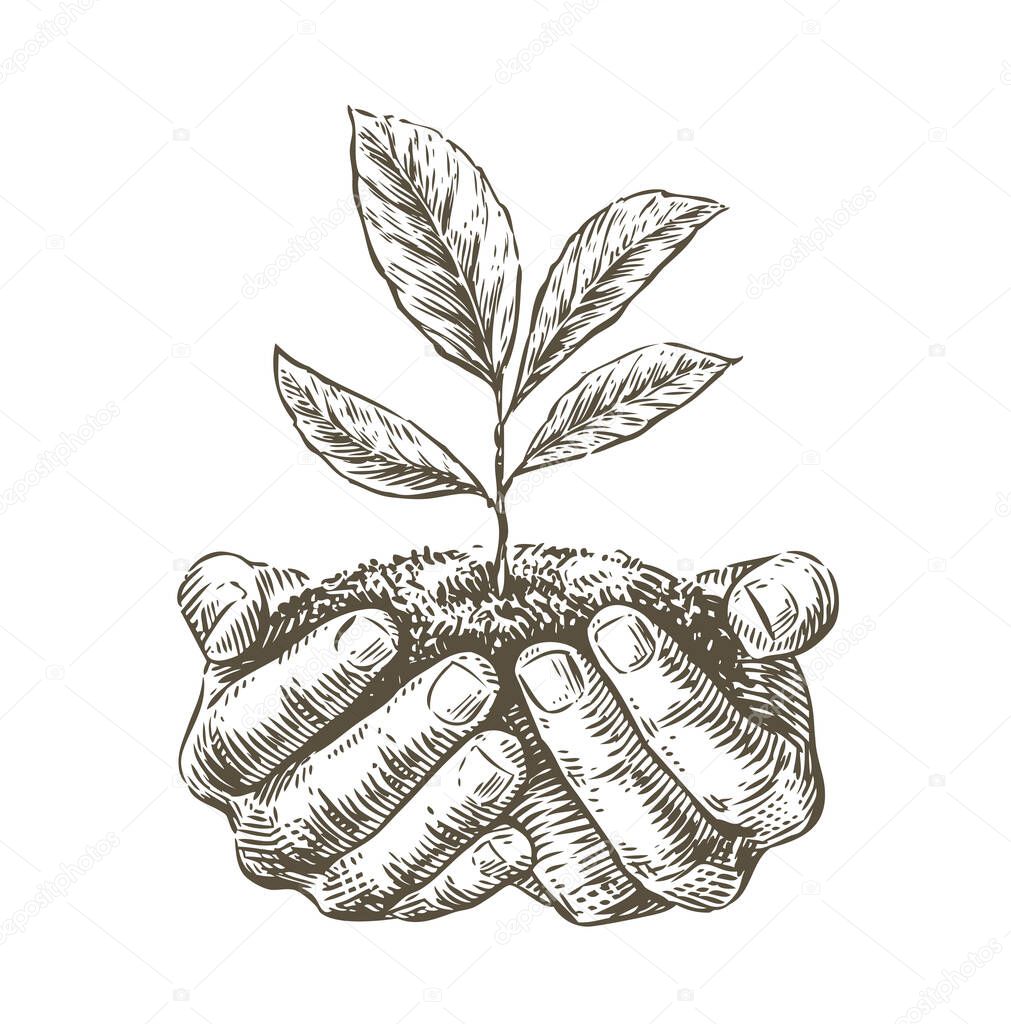 Hands holding handful of earth with growing plant. Ecology or business vector illustration