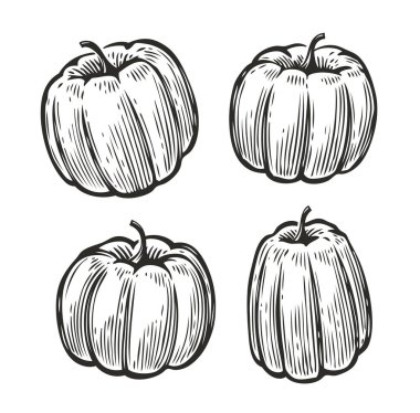 Balkabağı çizimi. Sebzeler, gıda vintage vektörü