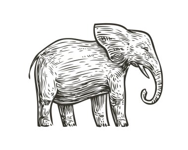 Fil skeci. Hayvan eli çizilmiş vintage vektör