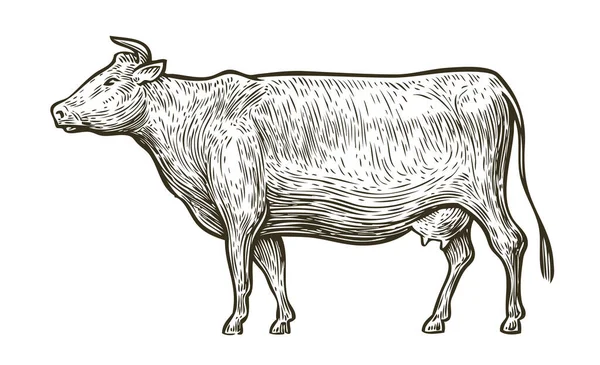 Krowa Odizolowana Biało Ręcznie Rysowany Wektor Szkicowy Ilustracja — Wektor stockowy