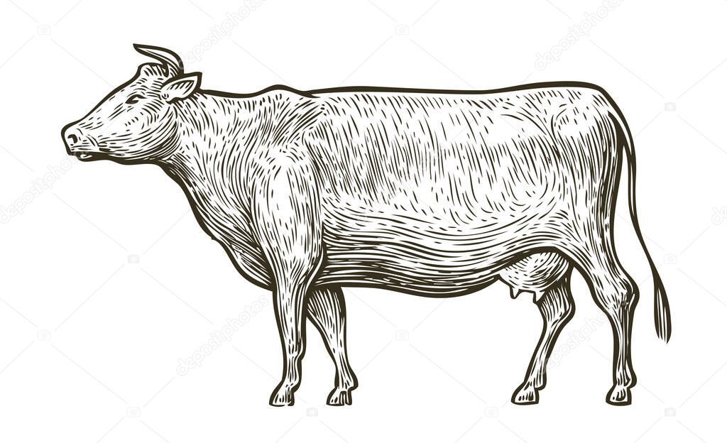 Cow isolated on white. Hand drawn sketch vector illustration
