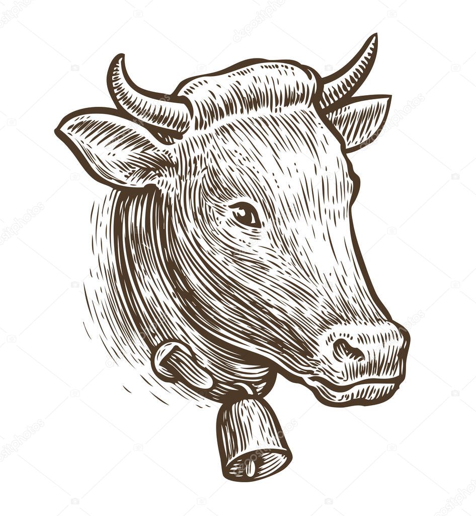 Cow sketch. Hand drawn vintage vector illustration isolated on white background