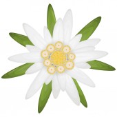 isolated edelweiss flower, symbol for german Oktoberfest and alps