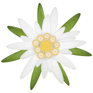 Edelweiss çiçeği, Alman Ekim Festivali ve Alpler 'in sembolü.