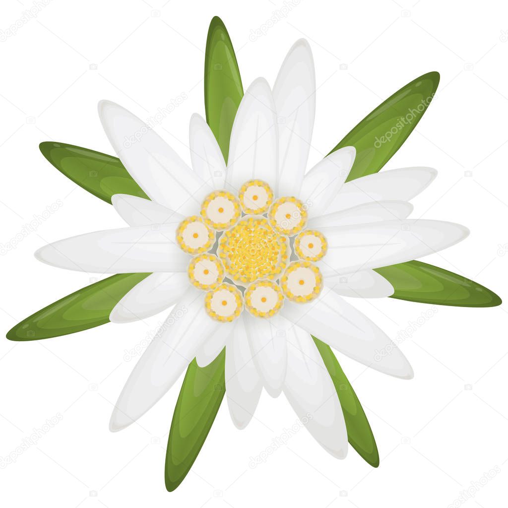 German Flowers Telegraph