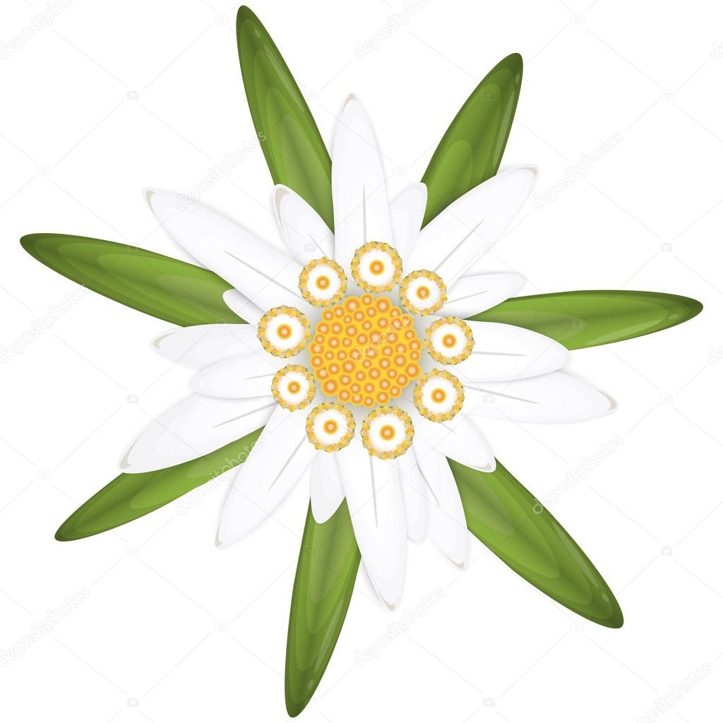 edelweiss flower symbol