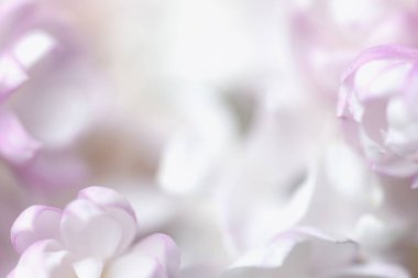 Güzel pastel çiçekler kapanıyor. Doğal arkaplan.