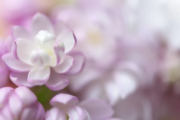 Beautiful pastel flowers close up. Natural background.