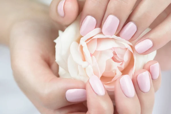 Mãos Femininas Com Delicada Manicura Segurando Uma Rosa Branca Manicure — Fotografia de Stock