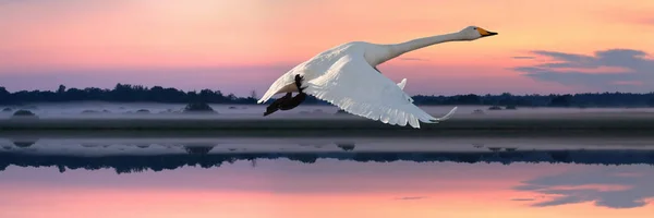 Whooper Swan Cygnus Cygnus Volando Sobre Río Atardecer Norte Bielorrusia — Foto de Stock