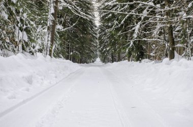 Kışın kar altında derin forrest bir çakıl yol.