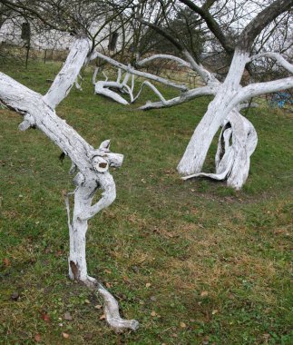 Muhteşem antik 200 yıllık elma meyve bahçesi-koloni 15 girift eğri ağaç Krolevetz, Ukrayna