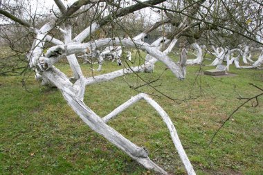 Muhteşem antik 200 yıllık elma meyve bahçesi-koloni 15 girift eğri ağaç Krolevetz, Ukrayna