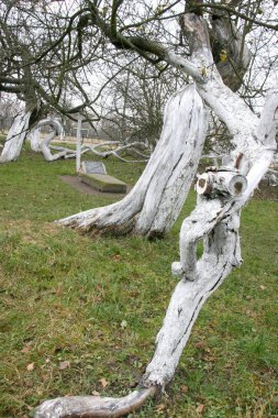 Muhteşem antik 200 yıllık elma meyve bahçesi-koloni 15 girift eğri ağaç Krolevetz, Ukrayna