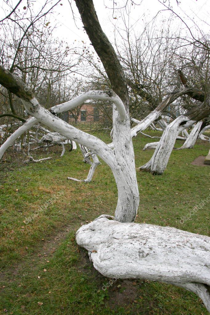 Marvelous ancient 200 years old apple orchard-colony of 15 intricately curved trees in Krolevetz, Ukraine