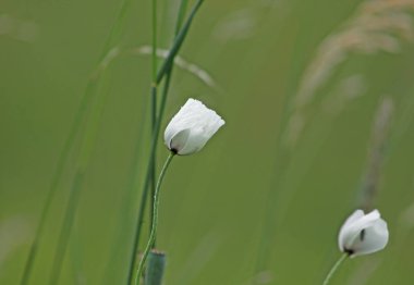Doğada güzel haşhaş