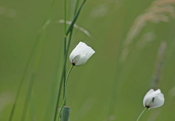 Beautiful Poppies Nature — Stock Photo, Image