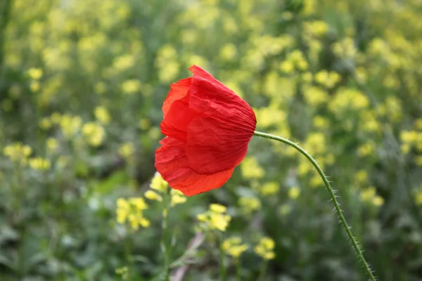 Hermosas Amapolas Naturaleza —  Fotos de Stock