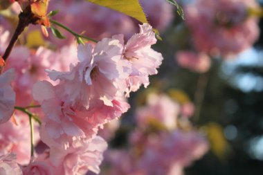 Pembe çiçek açan bahar dalı nın yakın çekim resmi 
